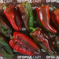 Купить семена Перец Паланичко чудо