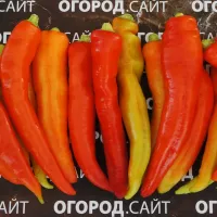 Купить семена Перец Цицак