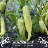 Купить семена Перец Цицак