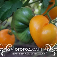 Купить семена Томат Золотой Гребешок