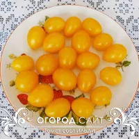 Купить Томат Ильди