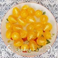 Купить Томат Ильди