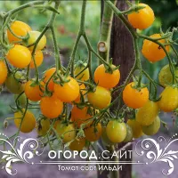 Купить Томат Ильди