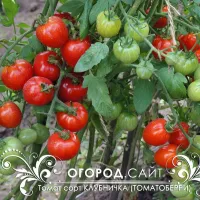 Купить семена Томат Клубничка