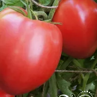 Купить семена Томат Коловый кубанский