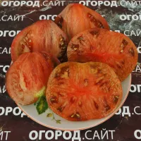 Купить семена Томат Восставший Звездный Истребитель Прайм сердцевидный