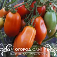 Купить семена Томат Сан марцано нано с носиком