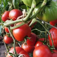 Купить семена Томат Сердце Кенгуру