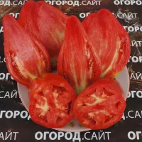Купить семена Томат ТюльпанКупить семена Томат Тюльпан
