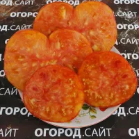 Купить семена Томат Жёлто-розовый бабушки Виней