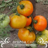 Купить томат Илья Муромец