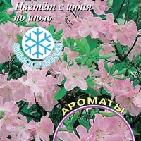 Рододендрон Шлиппенбаха Розовое дерево