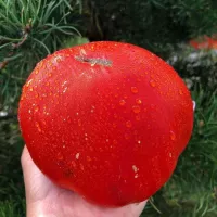 Купить семена Томат Андижанские
