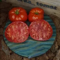 Купить семена Томат Анжела Гигант