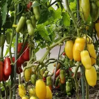 Купить семена Томат Банана легс красный