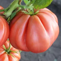 Купить семена Бифштекс Альби (минусинский) коллекционный