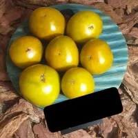 Купить семена Томат Болото