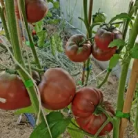 Купить семена Томат Черная Магия