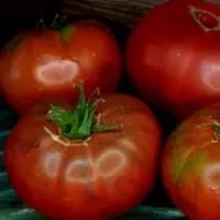 Купить семена Томат Черная МагияКупить семена Томат Черная Магия