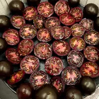 Купить семена томата Черничный щербет коллекционный