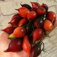 Купить семена Томат черри Кумкват Розовый опал