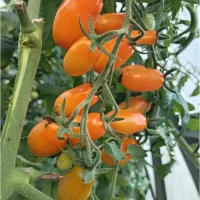 Купить семена Томат Грушевый апельсин