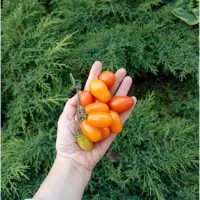 Купить семена Томат Грушевый апельсин