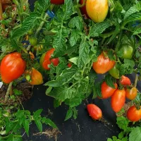 Купить семена Томат Десперадо Отчаянный