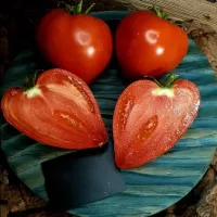 Купить семена Томат Девичья грудь