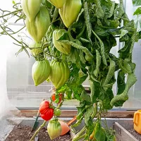 Купить семена Томат Древнее сердце Акви