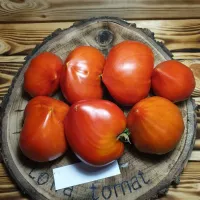 Купить семена Томат Фатер рейн