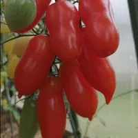 Купить семена Томат Фляшен с носиком