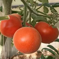 Купить семена Томат Фокус Покус опушонный