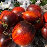 Купить семена Томат Гаргамель