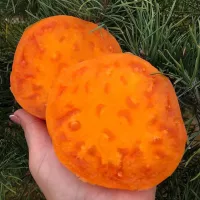 Купить семена Томат Гавайский ананас