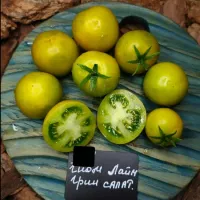 Купить семена Томат Гном Лайм Грин Салат