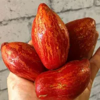 Купить семена томата Гном Леди Мадонна (Lady Madonna)