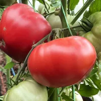 Купить семена Томата Гном Розовый тяжеловес