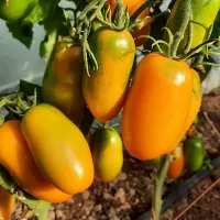 Купить семена Томат Гном Щедрость Лауры
