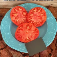 Купить семена Томат Гном Укус Змеи