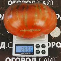 Купить семена Томат Гном Восторг Диппера коллекционный