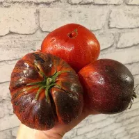 Купить семена томата Ибица Елены