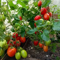 Купить семена Томат Кечкемети 549 венгерские