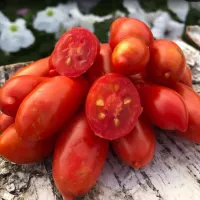 Купить семена Томат Кибиц (Чибис)