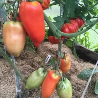 Купить семена Томат Корнабель
