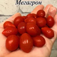 Купить семена Томат Козула 14 Мегагрон (Kozula 14, Megagron)