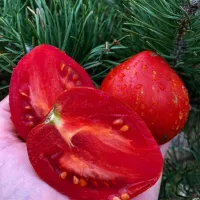 Купить семена Томат Гном Крапчатое сердце