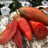 Купить семена Томат Кубинский перцевидный (Кубинский черный, Коричневый Кубинский перец)