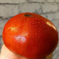 Купить семена Томат Куум