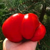 Купить семена Томат Ладошка